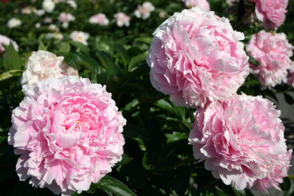 Bujor Sarah Bernhardt Select - imagine 3