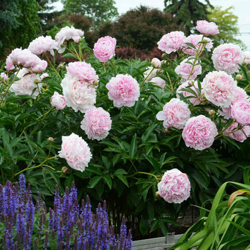 Bujor Sarah Bernhardt Select