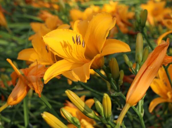 Hemerocallis Aten - imagine 2