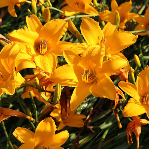 Hemerocallis Aten