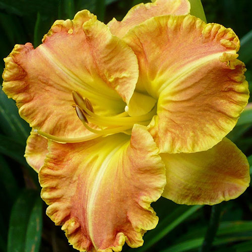 Hemerocallis Beyond Riches