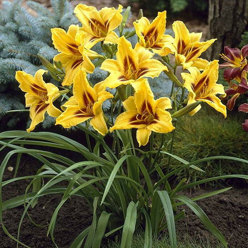 Hemerocallis Bonanza