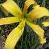 Hemerocallis Curly Cinnamon Windmill - imagine 2
