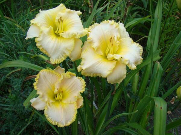 Hemerocallis J.T. Davis - imagine 2