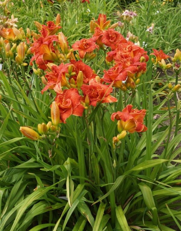 Hemerocallis Moses Fire - imagine 3