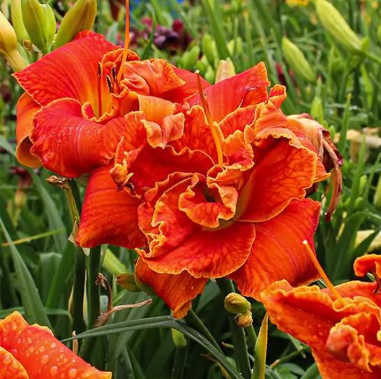 Hemerocallis Moses Fire - imagine 4