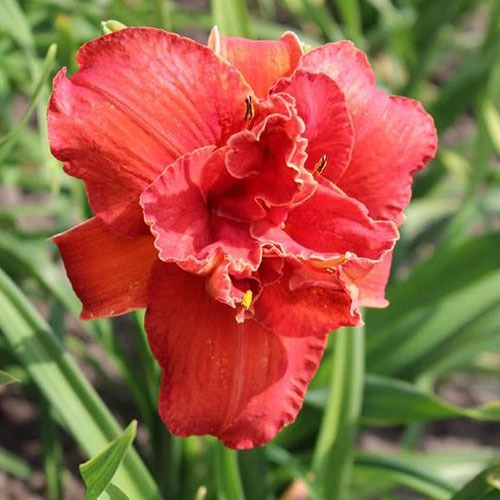 Hemerocallis Moses Fire