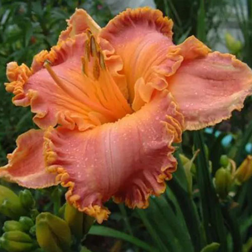 Hemerocallis Spacecoast Starburst