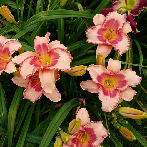 Hemerocallis Strawberry Fields Forever