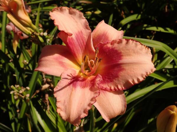 Hemerocallis Strawberry Fields Forever - imagine 2