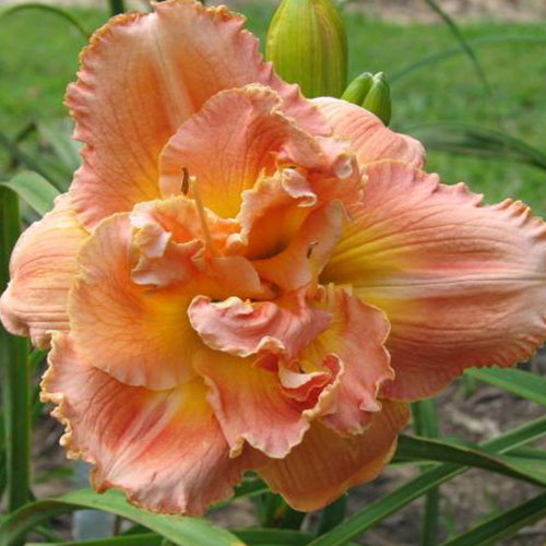 Hemerocallis Vision of Love