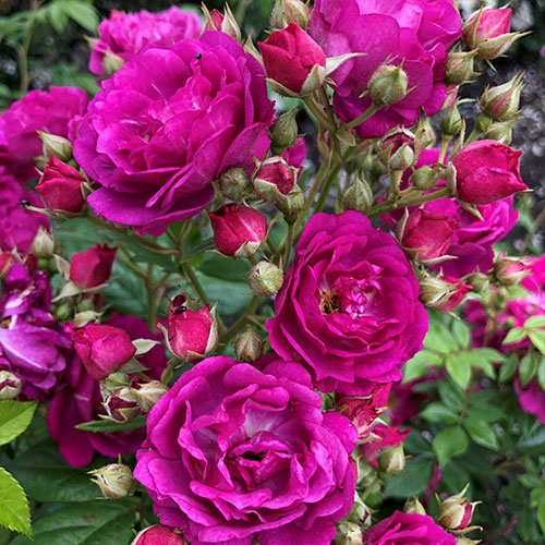 Trandafir Purple Siluetta