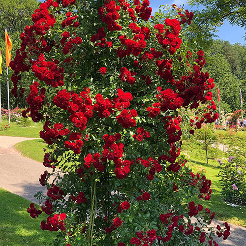 Trandafir Crimson Siluetta
