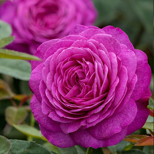 Trandafir Heidi Klum Rose