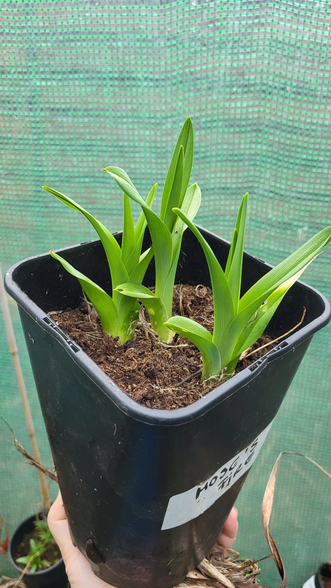 Hemerocallis Moses Fire - imagine 3