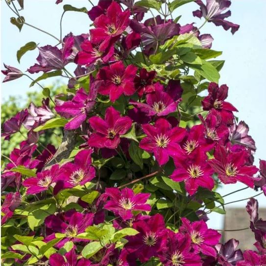 Clematis John Howells - imagine 3