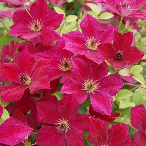 Clematis John Howells