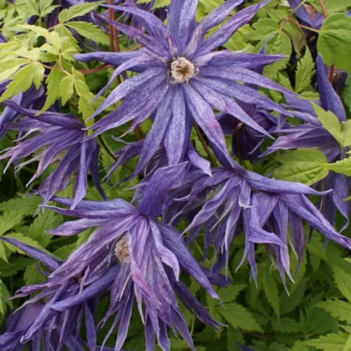 Clematis Spiky