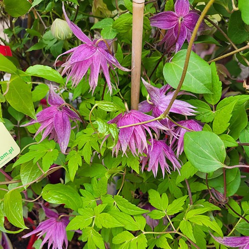 Clematis Sorbet