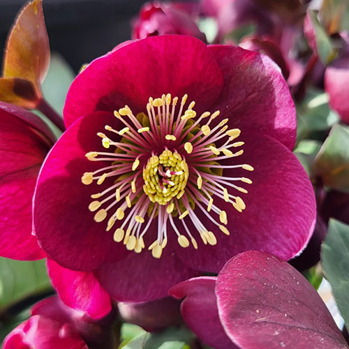 Helleborus Frostkiss Vibey Velvet