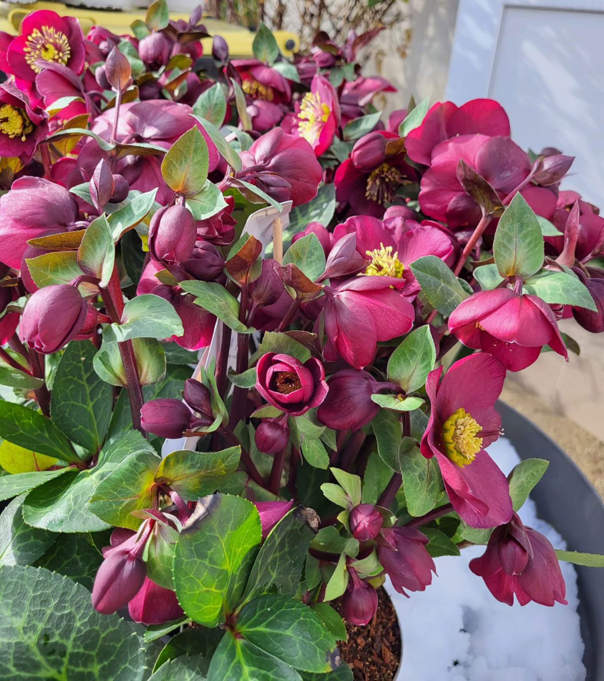 Helleborus Frostkiss Vibey Velvet - imagine 2