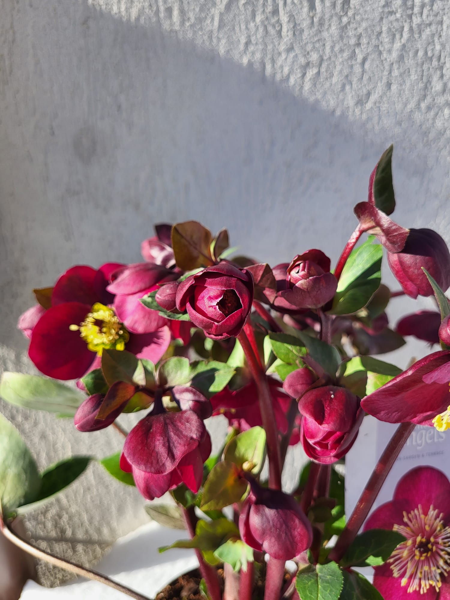 Helleborus Frostkiss Vibey Velvet - imagine 3