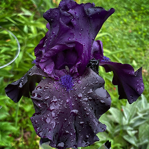 Iris Anvil Of Darkness