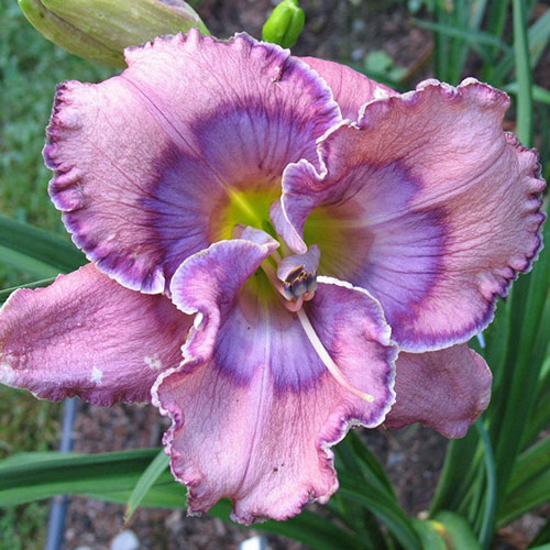 Hemerocallis Texas Blue Eyes