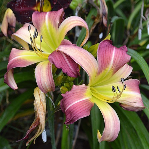 Hemerocallis Wilson Spider