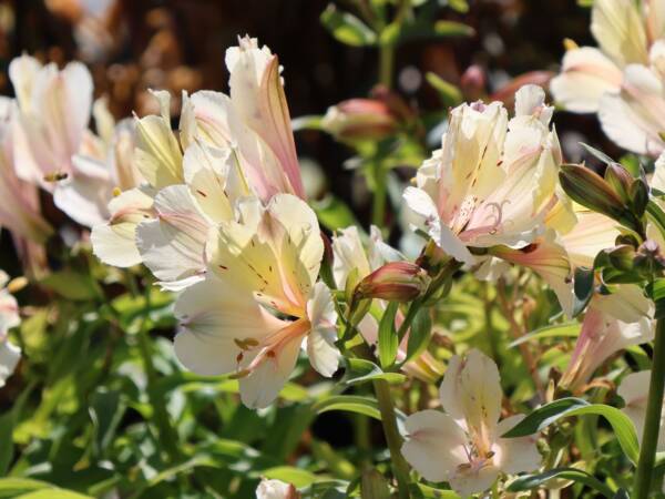 Alstroemeria Summer Snow - imagine 3