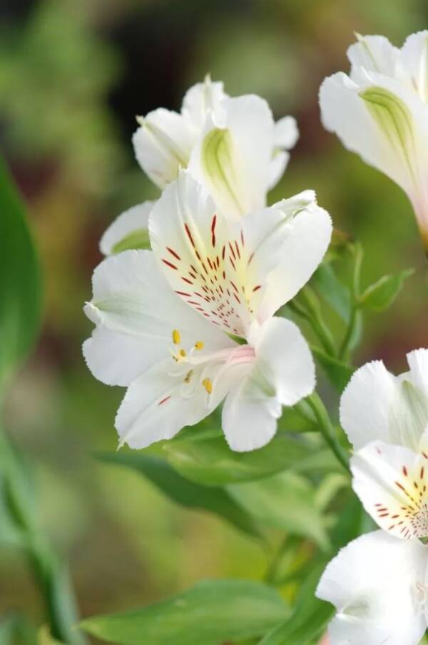 Alstroemeria Summer Snow - imagine 2