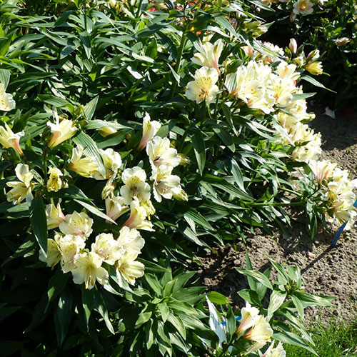 Alstroemeria Summer Snow