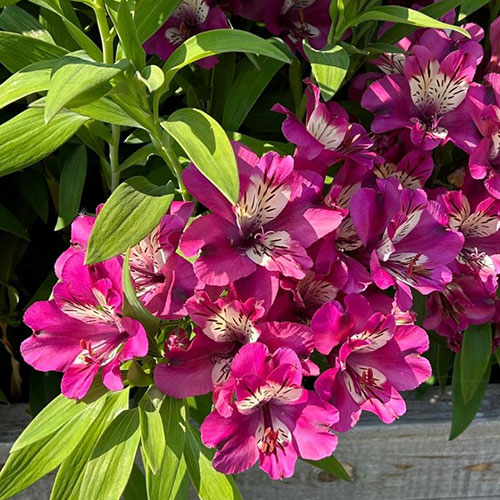 Alstroemeria Summer Chic