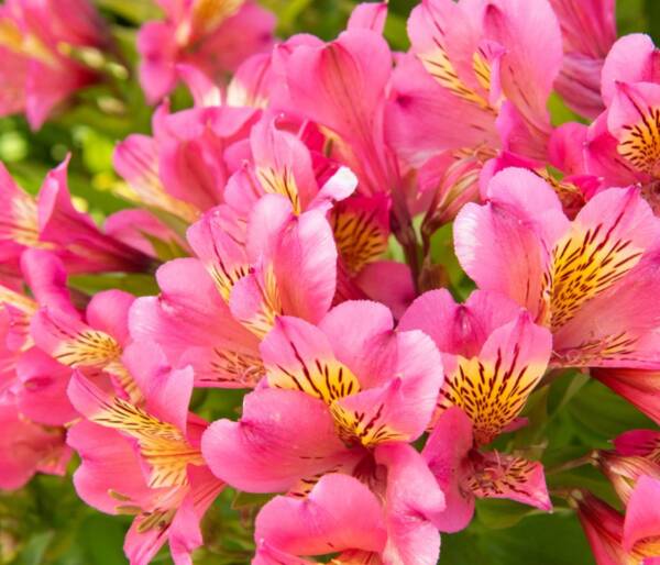 Alstroemeria Summer Rose - imagine 2