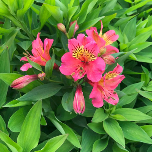 Alstroemeria Summer Rose