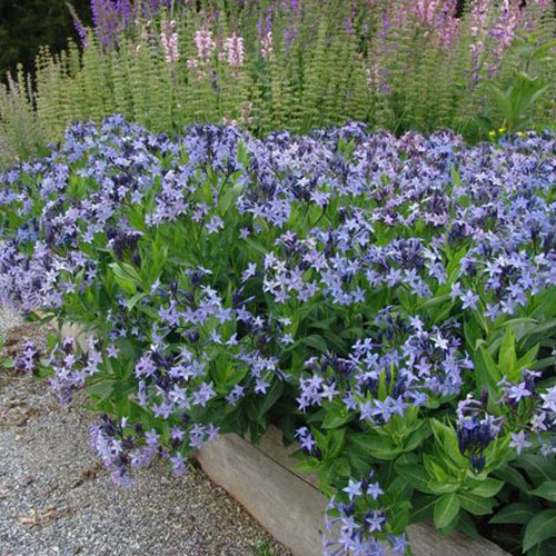 Amsonia Blue Ice