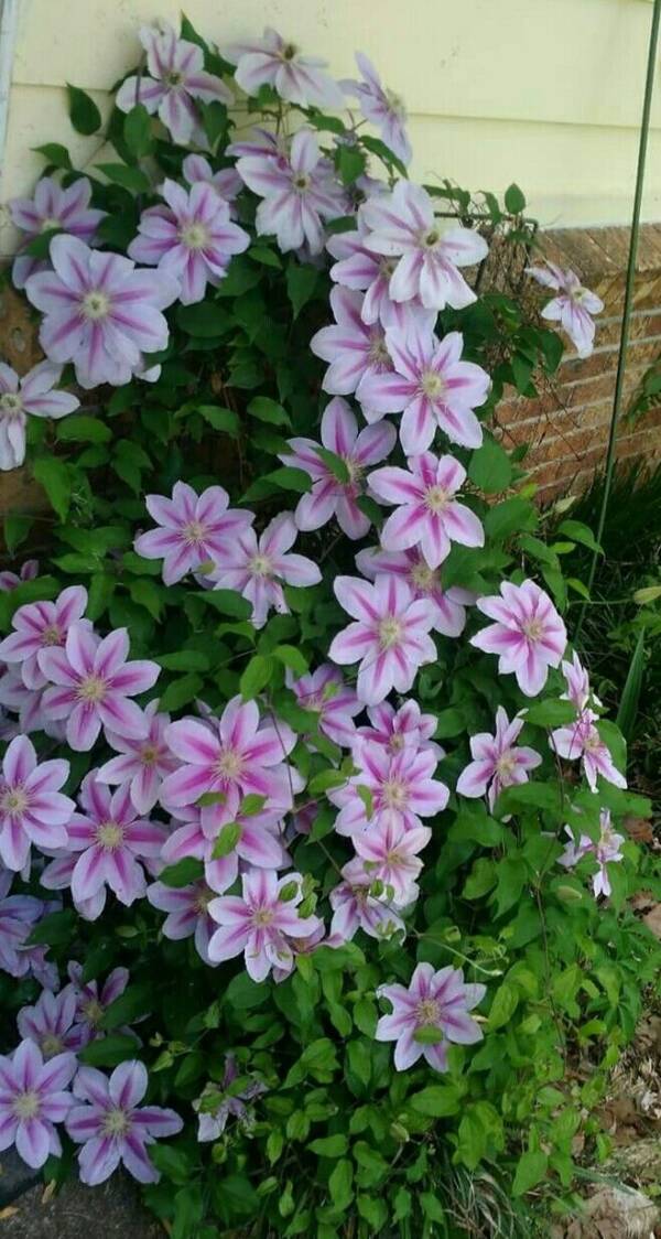 Clematis Bees Jubilee - imagine 2