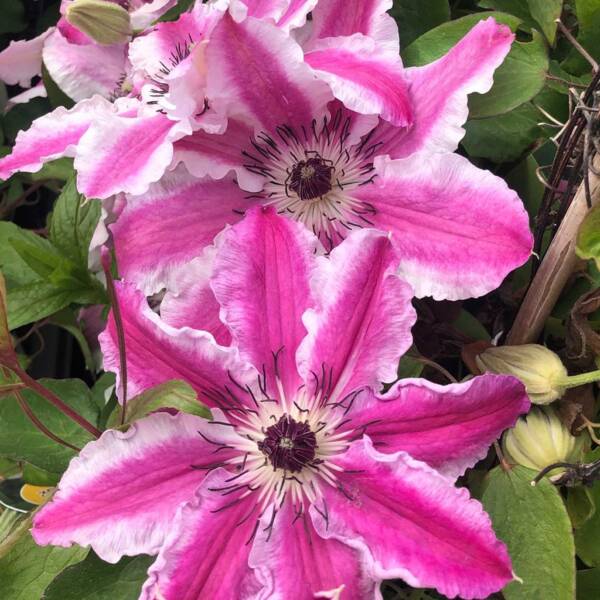 Clematis Capitaine Thuilleaux - imagine 2