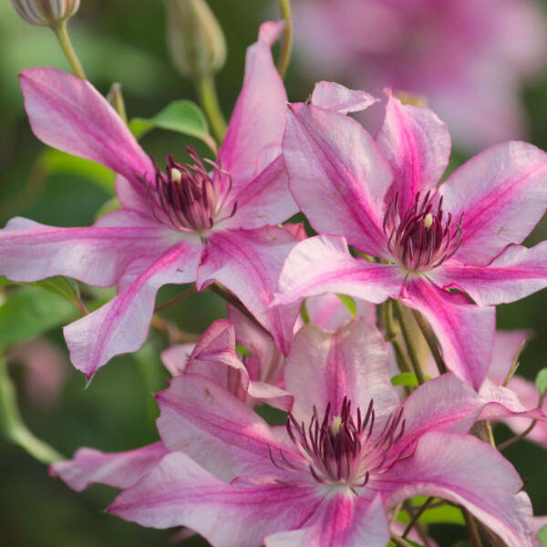 Clematis Isabella - imagine 3