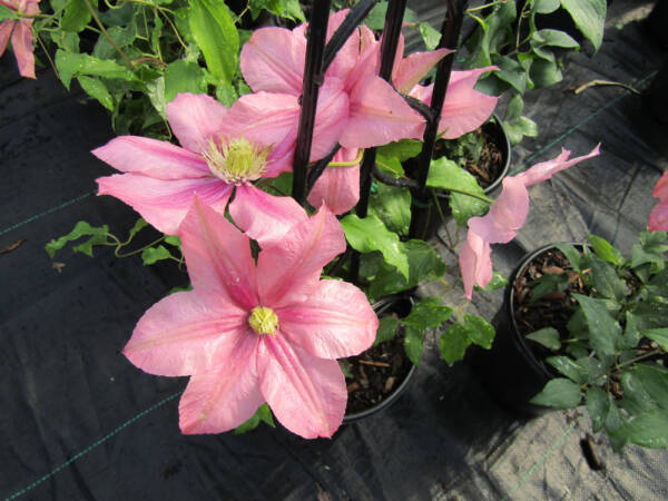 Clematis Rosamunde - imagine 2