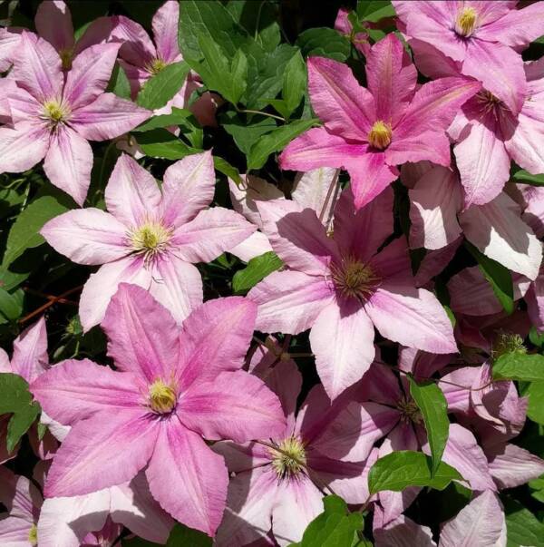 Clematis Rosamunde - imagine 3