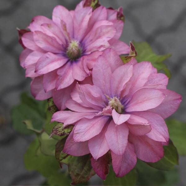 Clematis Pink Passion - imagine 2