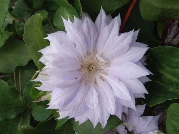 Clematis Belle of Woking - imagine 2