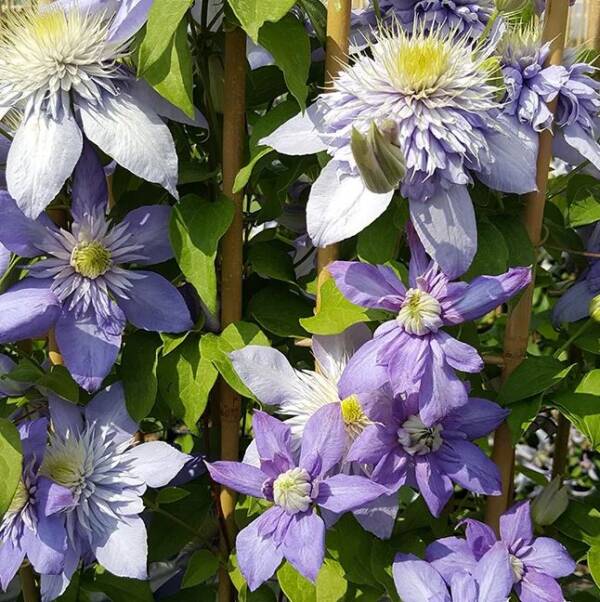 Clematis Blue Light - imagine 2