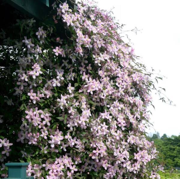 Clematis Fragrant Spring - imagine 2