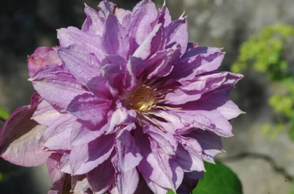 Clematis Proteus - imagine 3