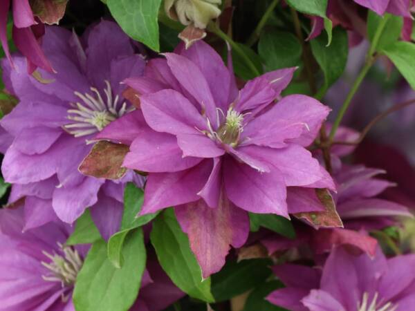 Clematis Rollercoaster - imagine 3