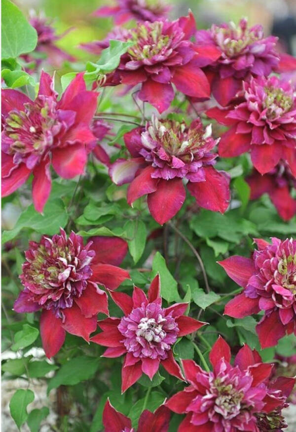 Clematis Temptation - imagine 2