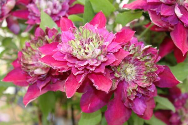 Clematis Temptation - imagine 3