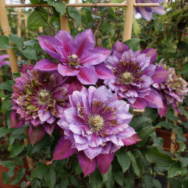 Clematis Temptation - imagine 4